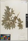 Foto von Salix glauca L.